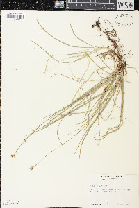 Carex peckii image