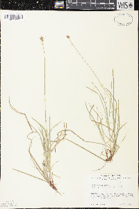 Carex peckii image