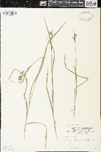 Carex pallescens image