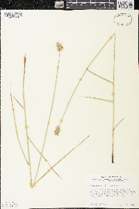 Carex cumulata image