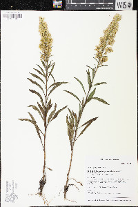 Solidago speciosa image