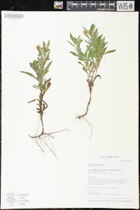 Oenothera perennis image