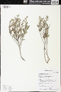 Crocanthemum bicknellii image