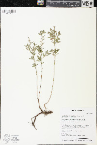 Crocanthemum bicknellii image