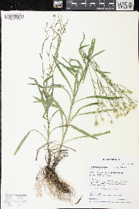 Solidago ptarmicoides image