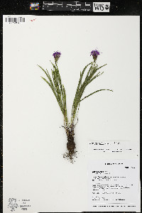 Liatris cylindracea image