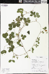 Rubus hispidus image