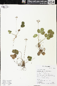 Coptis trifolia image