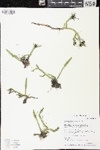Lycopodiella inundata image