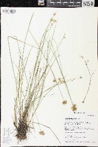 Rhynchospora alba image