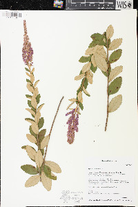 Spiraea tomentosa image