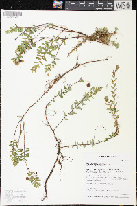 Vaccinium macrocarpon image