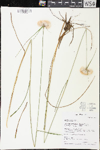 Eriophorum virginicum image