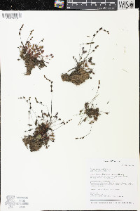 Drosera intermedia image
