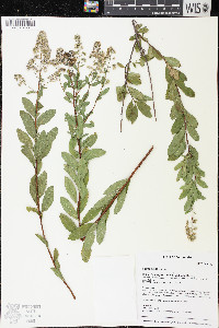 Spiraea alba image