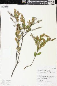 Chamaedaphne calyculata image