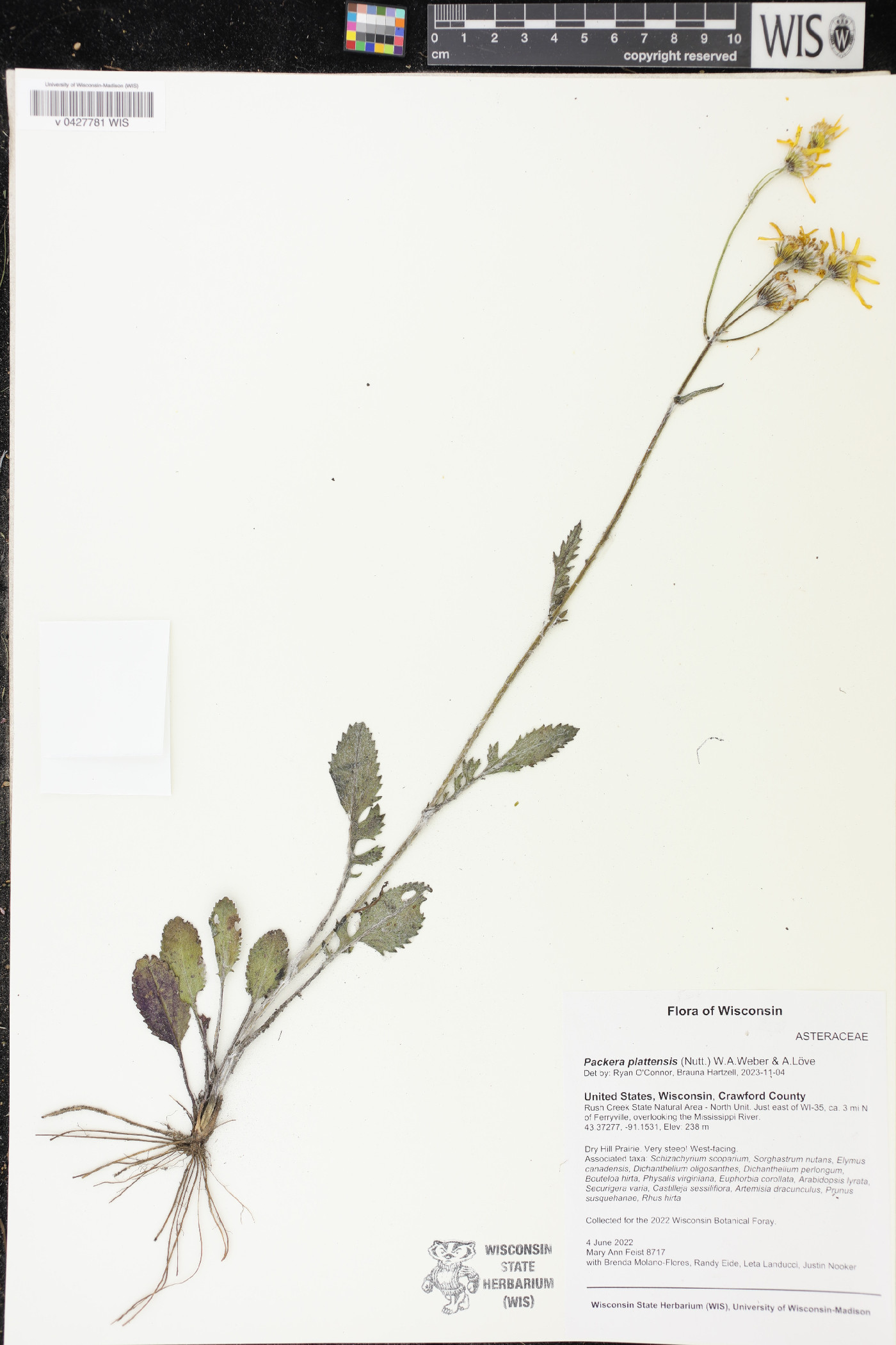 Packera plattensis image