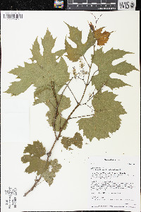 Vitis riparia image