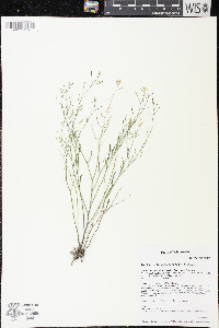 Arabidopsis lyrata image