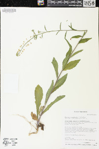 Borodinia canadensis image