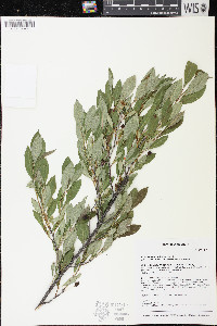 Prunus susquehanae image