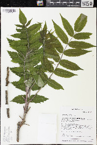 Rhus typhina image