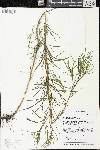 Artemisia dracunculus image