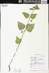 Mirabilis nyctaginea image