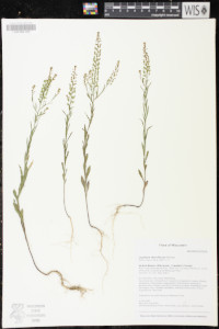 Lepidium densiflorum image