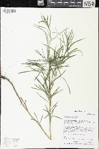 Artemisia dracunculus image