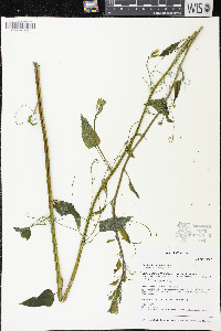 Smilax lasioneura image