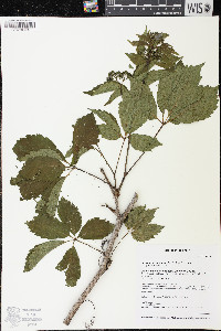 Parthenocissus inserta image