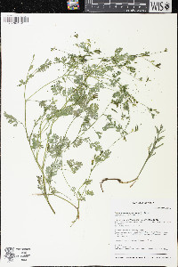 Capnoides sempervirens image