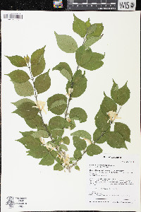 Lonicera maackii image