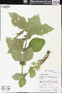 Triosteum perfoliatum image