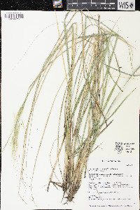 Hesperostipa spartea image