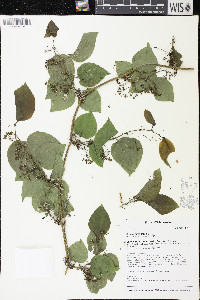 Smilax tamnoides image