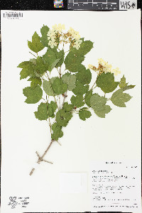 Viburnum opulus image