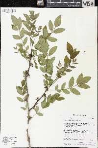 Zanthoxylum americanum image