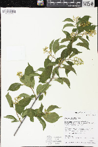 Celastrus scandens image