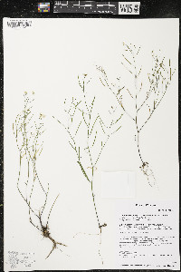 Arabidopsis lyrata subsp. lyrata image