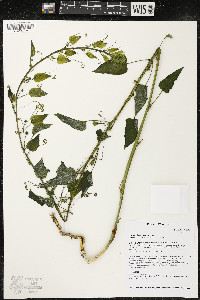 Smilax lasioneura image