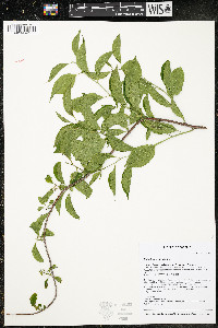 Celastrus scandens image