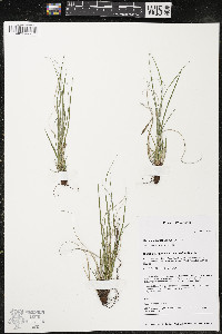 Carex umbellata image