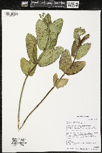 Asclepias amplexicaulis image