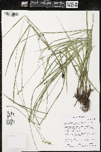 Carex echinodes image