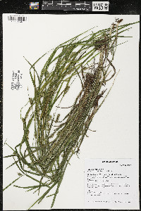 Carex grisea image