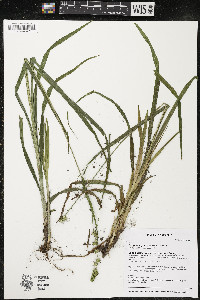 Carex sparganioides image