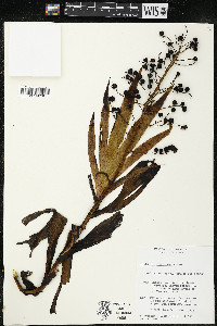 Xiphidium coeruleum image