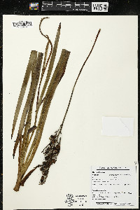 Schiekia orinocensis image